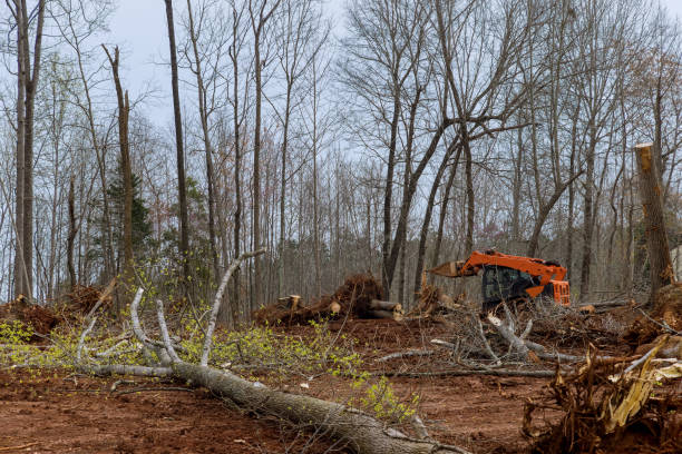 Best Tree Disease Treatment  in Baxter Village, SC