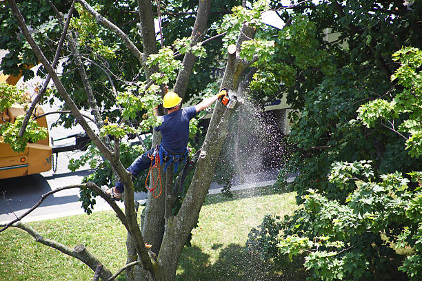 Best Hedge Trimming  in Baxter Village, SC