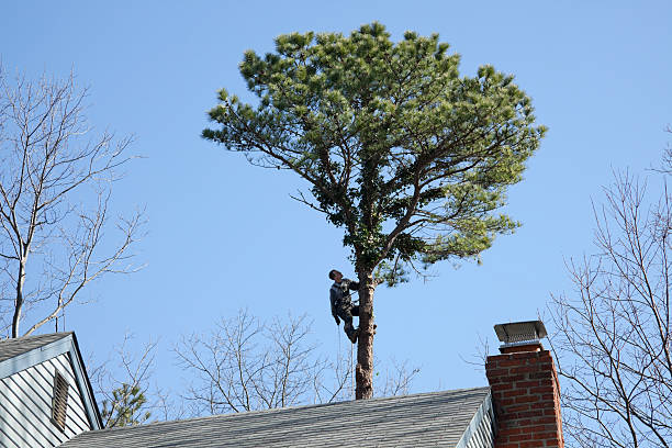 Best Tree Maintenance Programs  in Baxter Village, SC