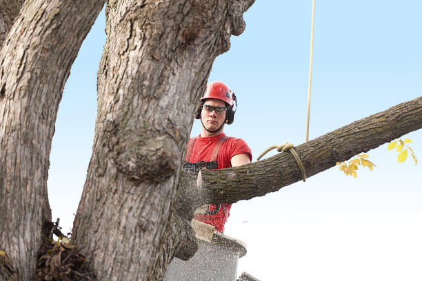 How Our Tree Care Process Works  in  Baxter Village, SC